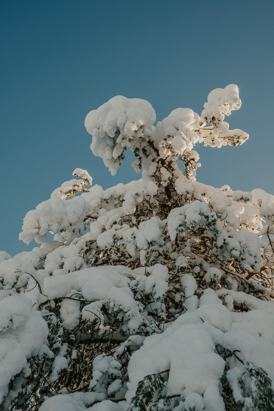 Van Noorderlicht tot Rendieren: Een Week Vol Magie in Lapland — photo 6