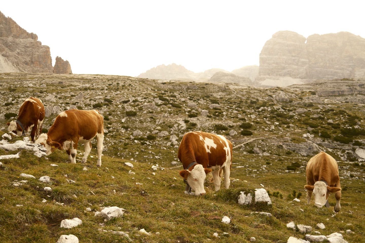 De Tre Cime wandeling: een klim met uitzicht — Tre Cime